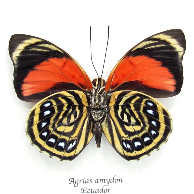 Real red butterfly framed taxidermy - Agrias amydon