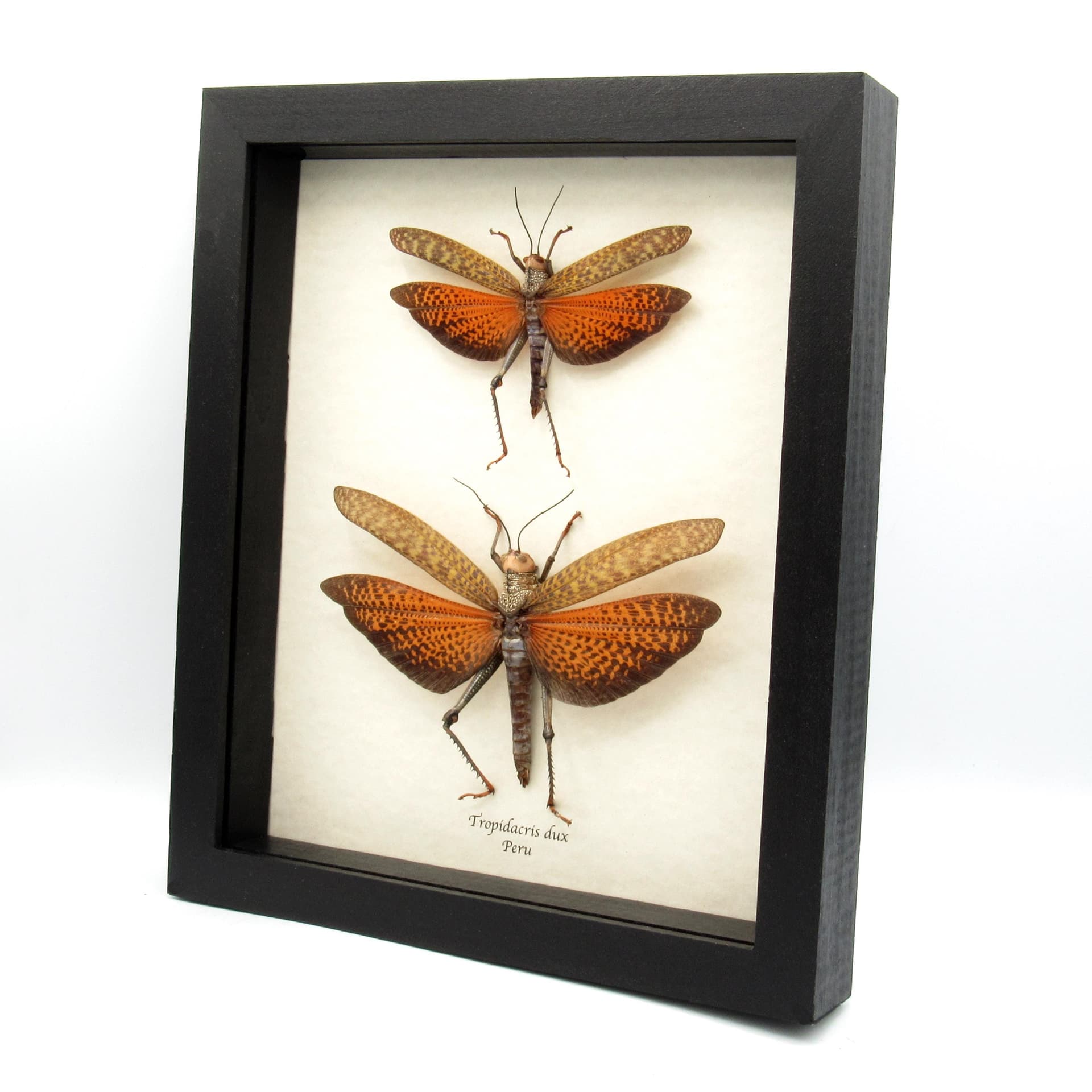 Real Giant grasshoppers framed taxidermy - Tropidacris dux - male and female pair