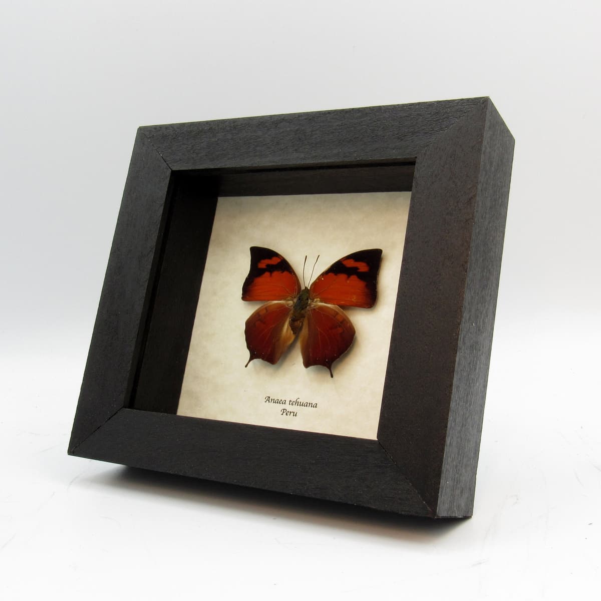 Real butterfly framed taxidermy - Anaea tehuana