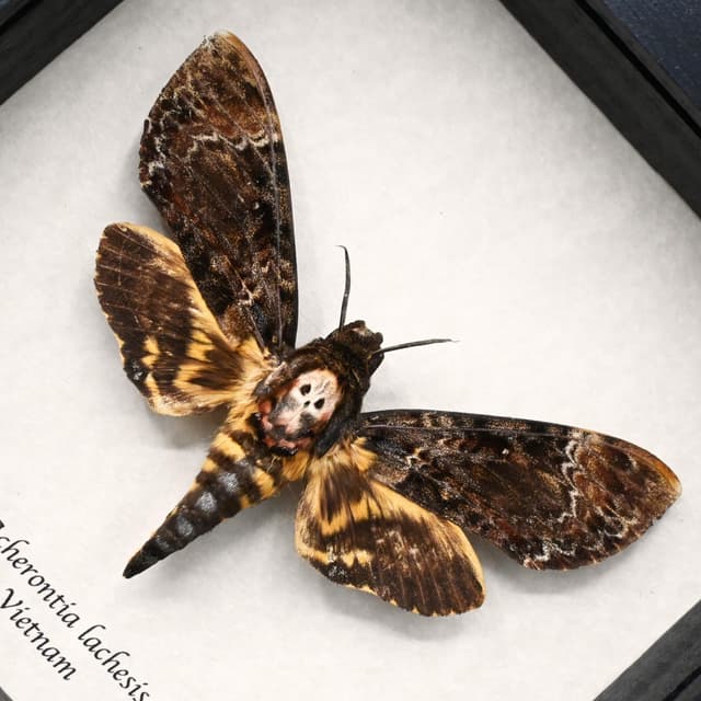 Real Deaths Head moth framed taxidermy - Acherontia lachesis