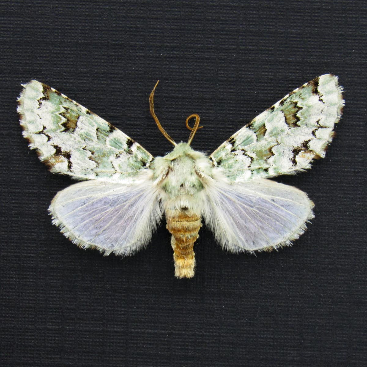 Real tiny green lichen Noctuid moth framed taxidermy - Miracavira brillians