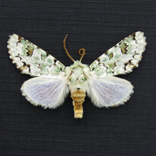 Real tiny green lichen Noctuid moth framed taxidermy - Miracavira brillians