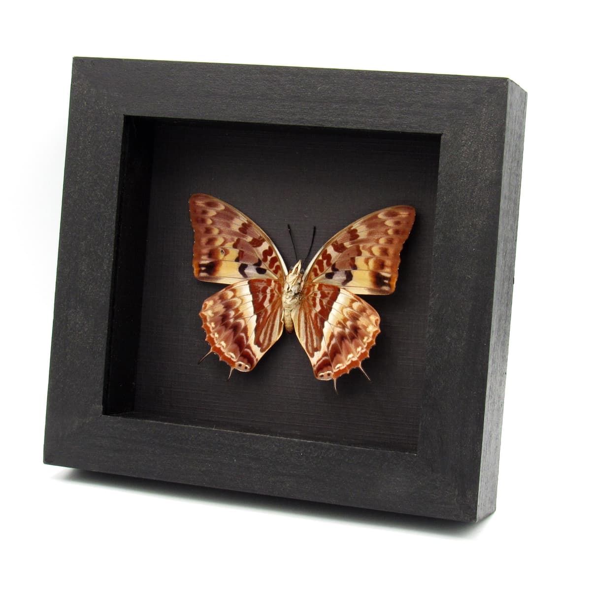 Real Western Red Charaxes framed taxidermy - Charaxes cynthia - large female