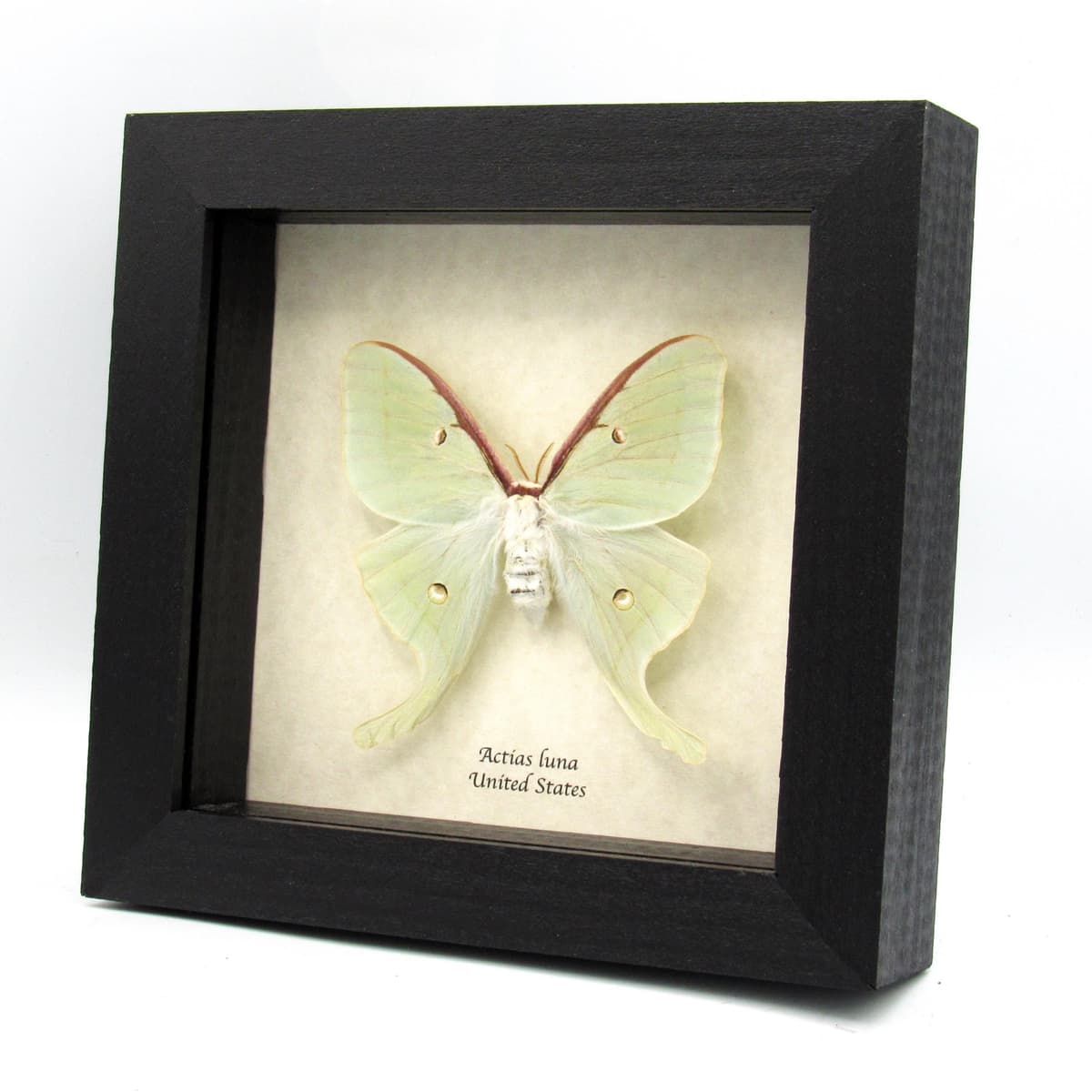 Real large Luna Moon moth framed taxidermy - Actias luna - female