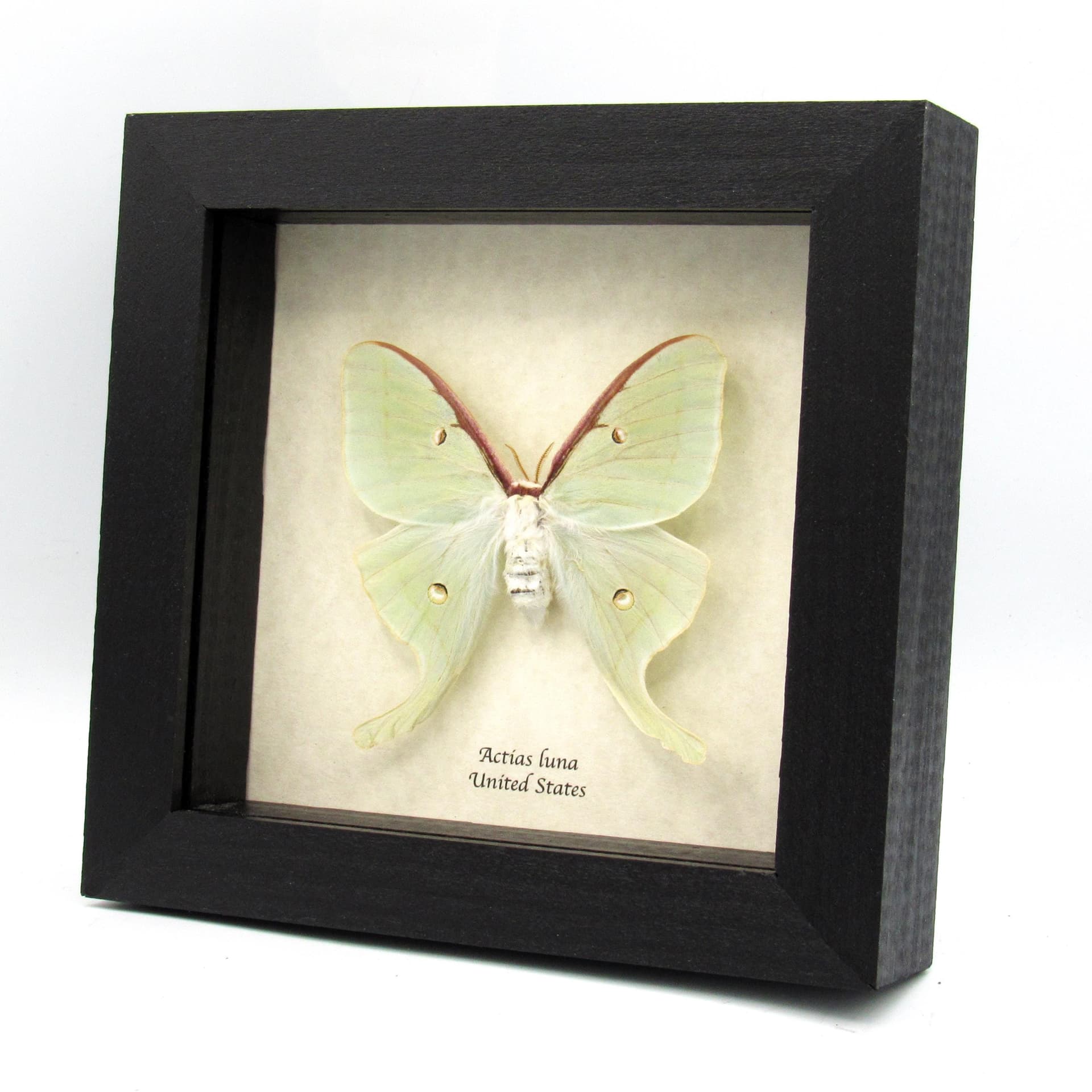 Real large Luna Moon moth framed taxidermy - Actias luna - female