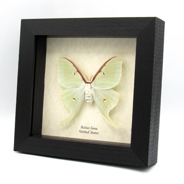 Real large Luna Moon moth framed taxidermy - Actias luna - female