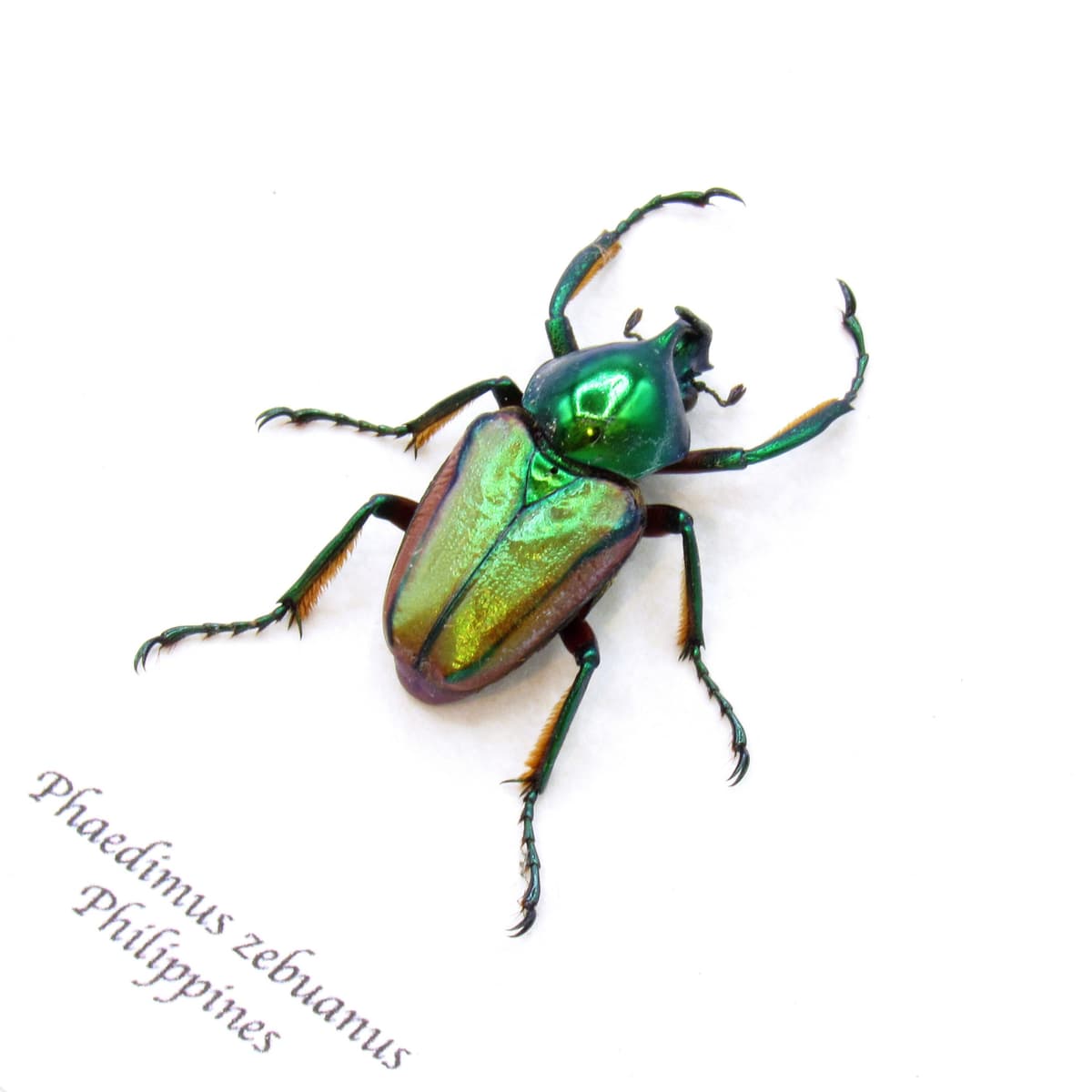 Real metallic green Scarab beetle framed taxidermy - Phaedimus zebuanus