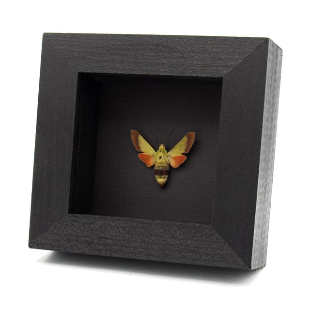 Rare Olive Bee Hawkmoth framed taxidermy specimen - Hemaris croatica