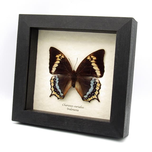 Rare framed butterfly specimen - Charaxes eurialus - XL female
