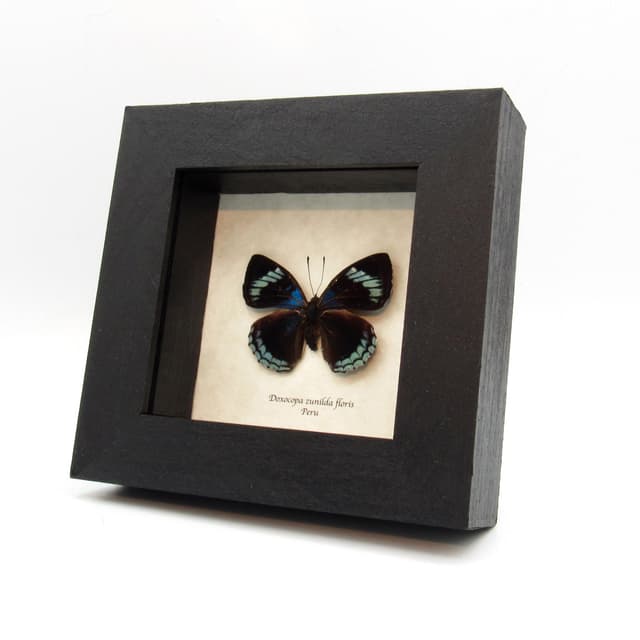 Real blue metallic Dingy Emperor butterfly framed taxidermy - Doxocopa zunilda floris - female