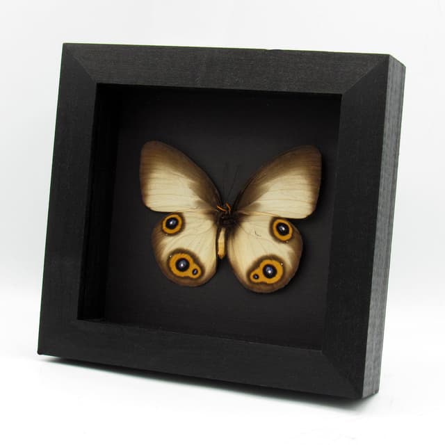 Large Diana Owl butterfly framed specimen - Taenaris diana leto - female