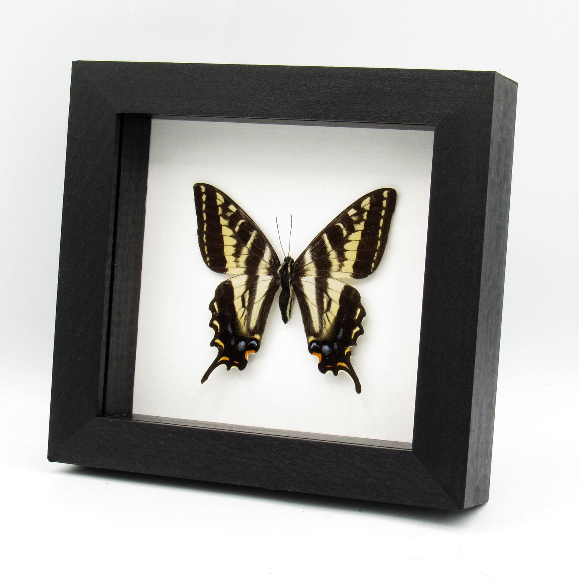 Real Pale Swallowtail framed taxidermy - Papilio eurymedon