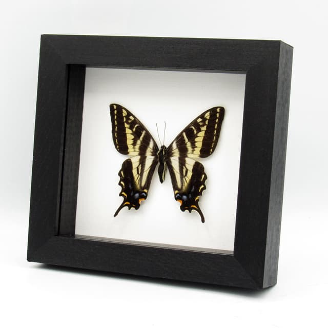 Real Pale Swallowtail framed taxidermy - Papilio eurymedon