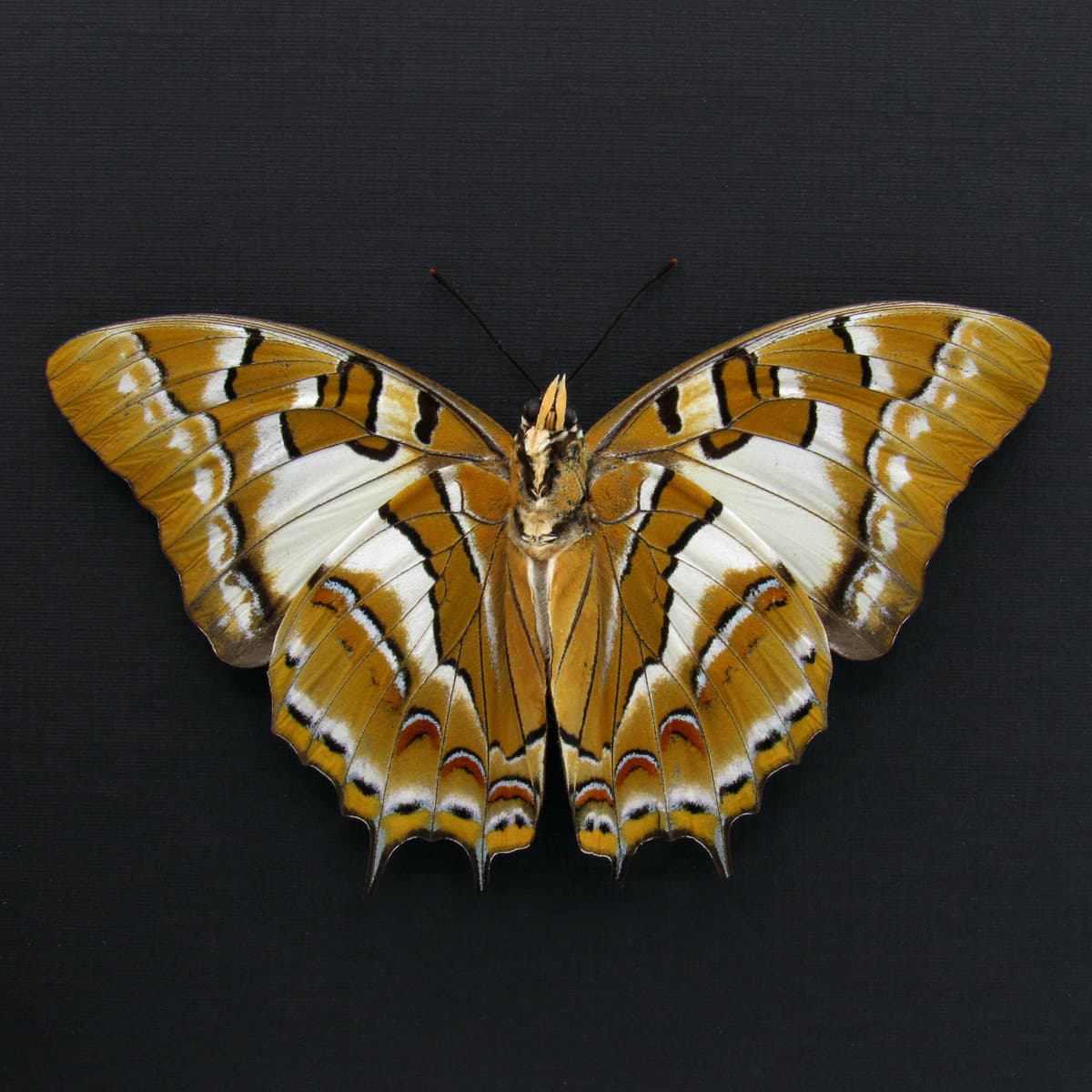 Very large rare Nawab butterfly framed taxidermy - Polyura galaxia - Victorian mount