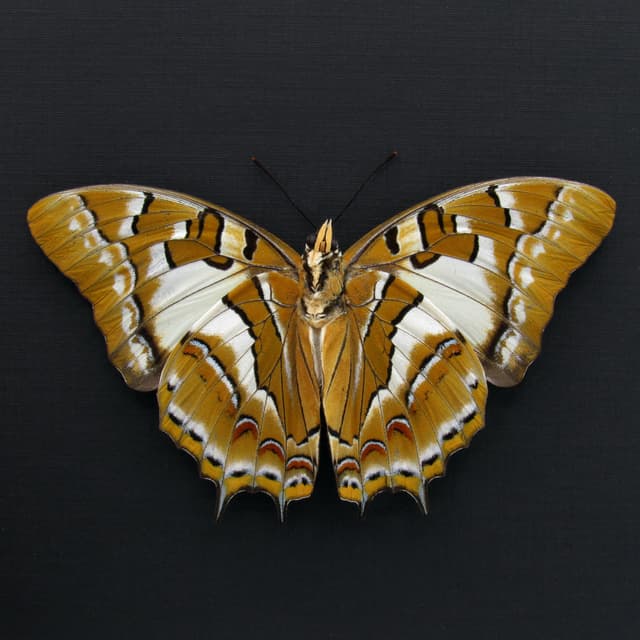 Very large rare Nawab butterfly framed taxidermy - Polyura galaxia - Victorian mount