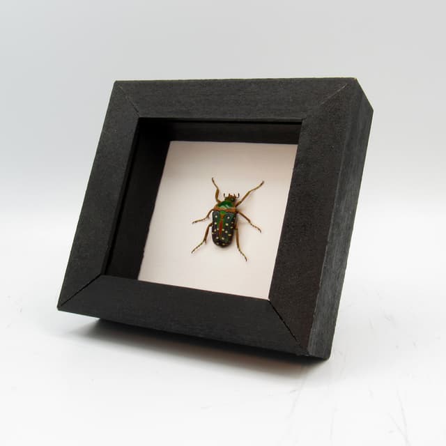 Real Polka Dot Scarab Beetle framed taxidermy - Stephanorrhina guttata