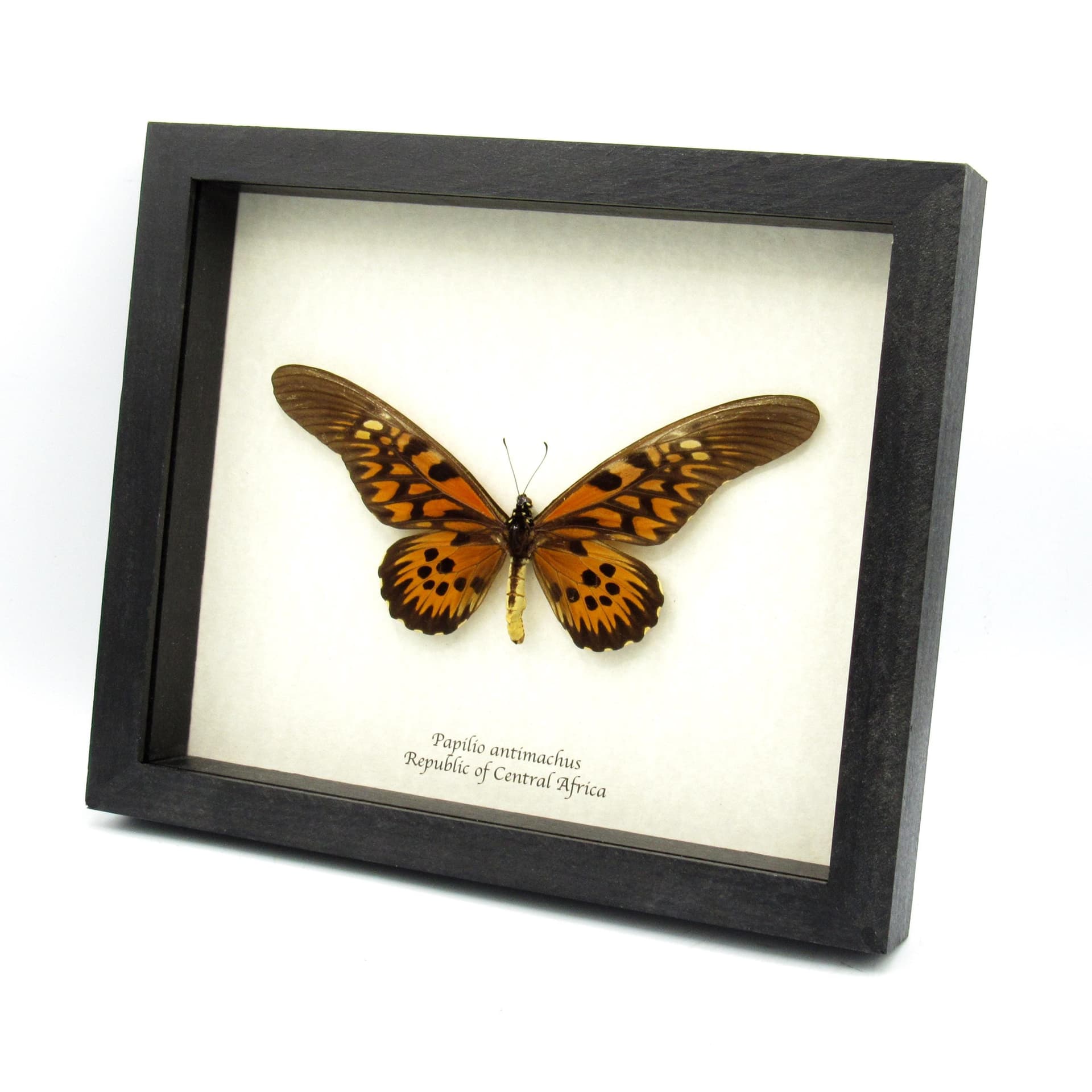 Real GIANT swallowtail framed taxidermy - Papilio antimachus