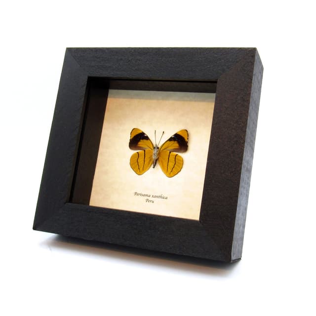 Real yellow butterfly framed taxidermy - Perisama xanthica