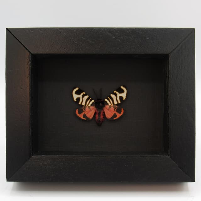Real red tiger moth framed taxidermy - Arctia festiva
