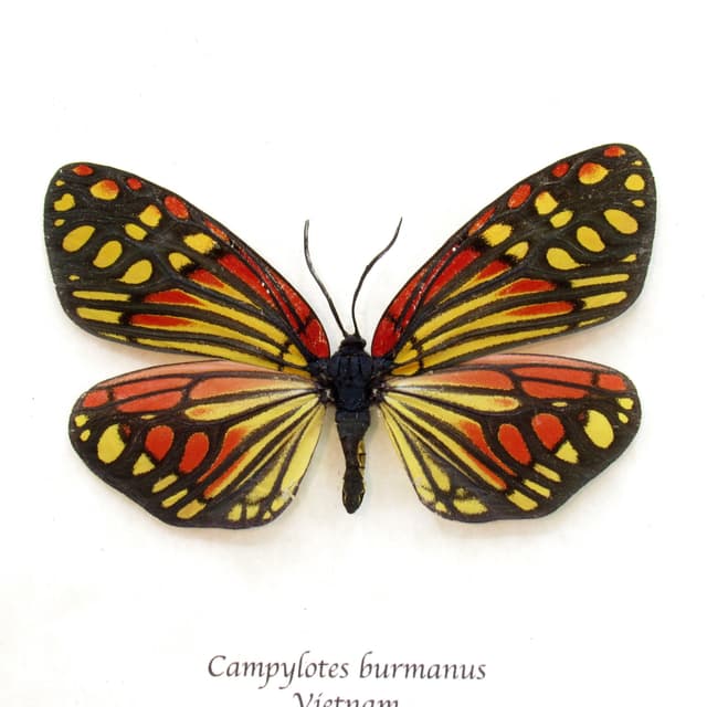 Real red Zygaenid moth framed taxidermy - Campylotes burmanus - large female