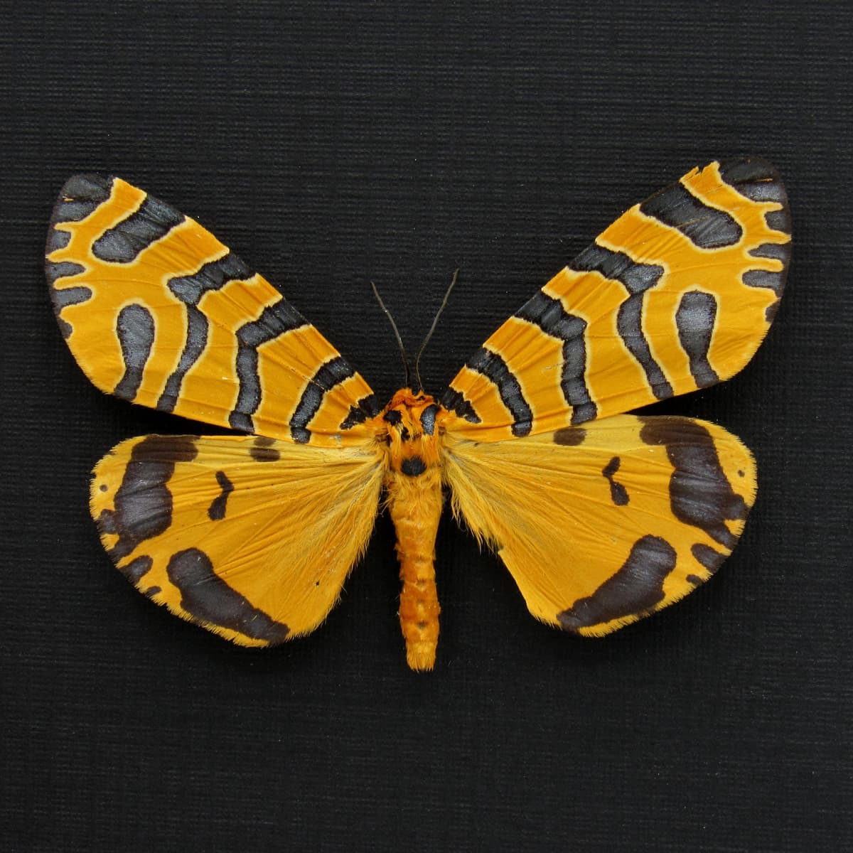 Rare framed taxidermy Tiger Moth - Amphicallia thelwalli tigris
