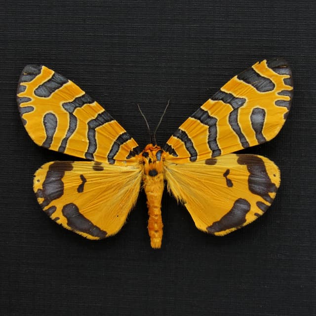 Rare framed taxidermy Tiger Moth - Amphicallia thelwalli tigris