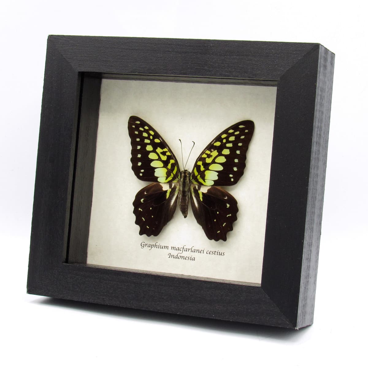 Real Green Triangle butterfly framed taxidermy - Graphium macfarlanei cestius
