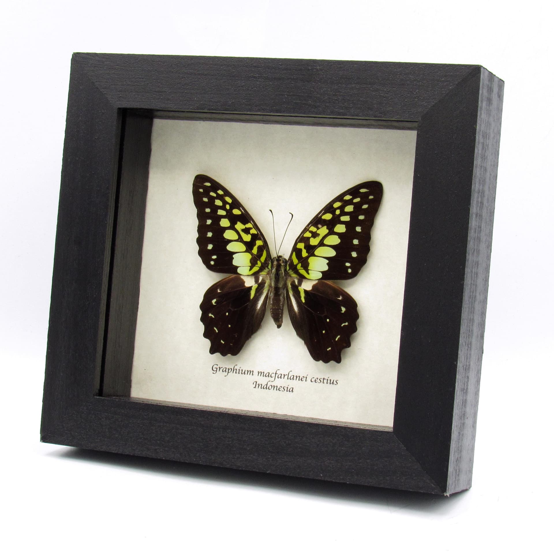 Real Green Triangle butterfly framed taxidermy - Graphium macfarlanei cestius