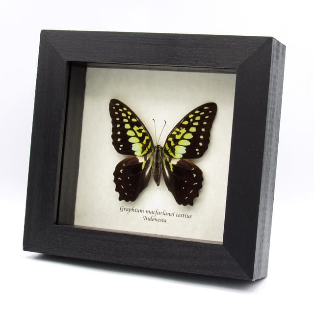 Real Green Triangle butterfly framed taxidermy - Graphium macfarlanei cestius