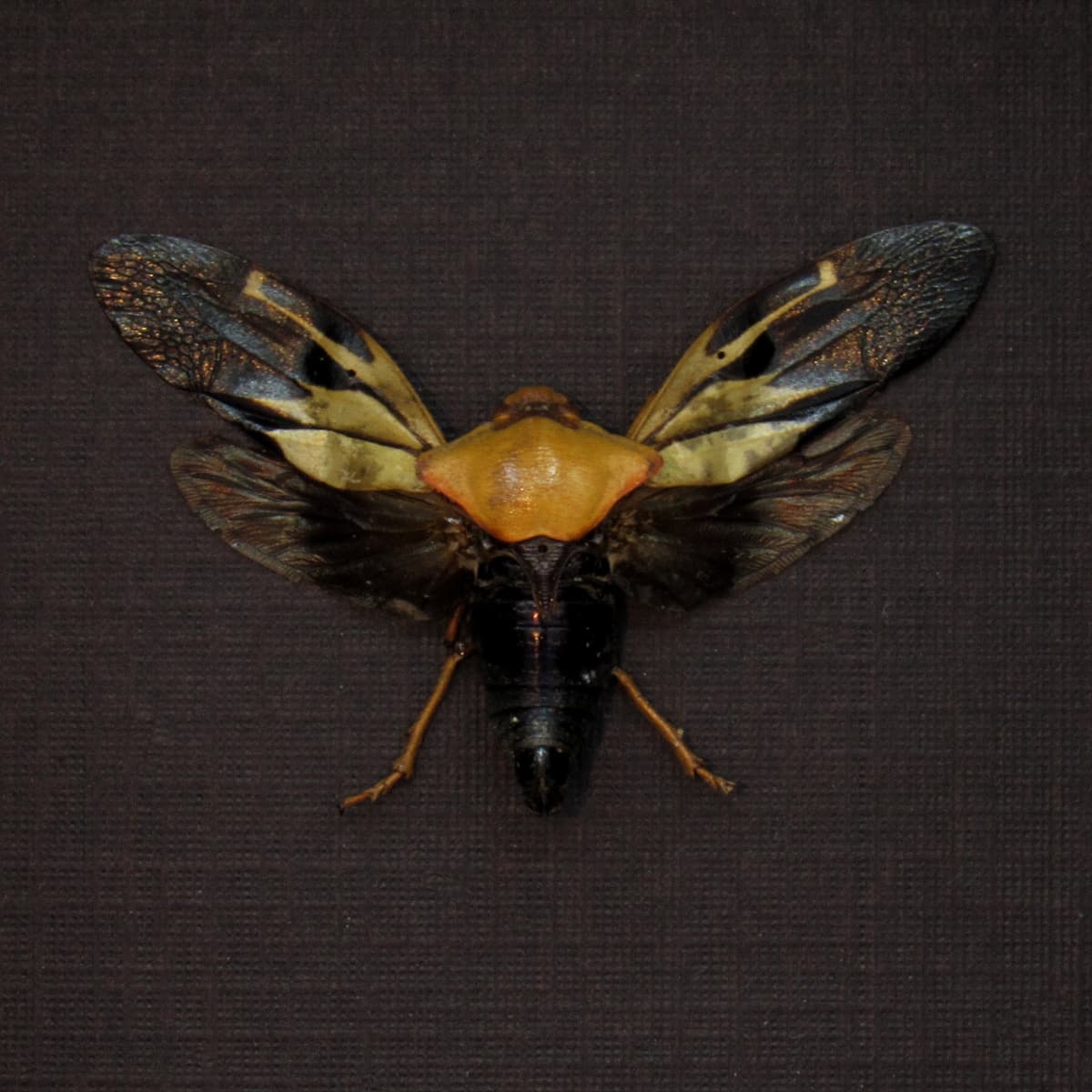 Real Leafhopper framed taxidermy - Cicadellidae species