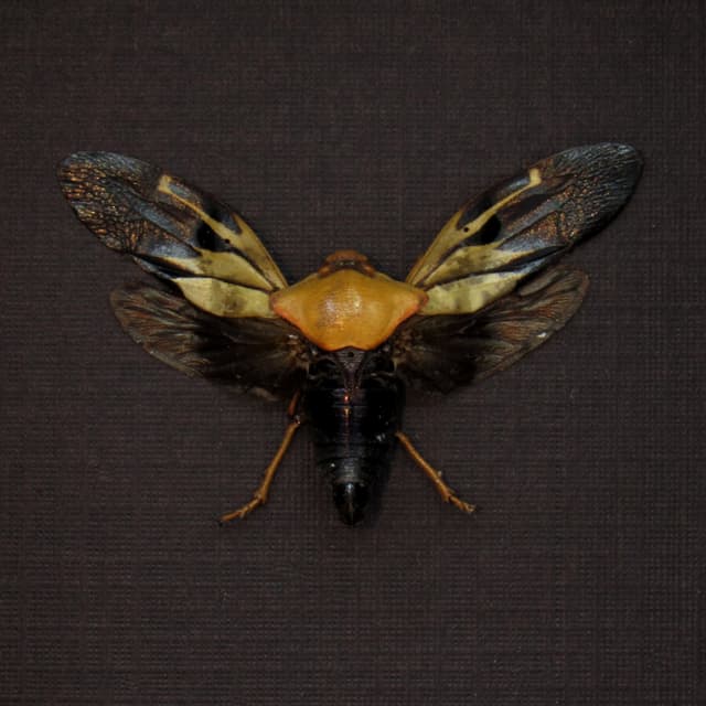 Real Leafhopper framed taxidermy - Cicadellidae species