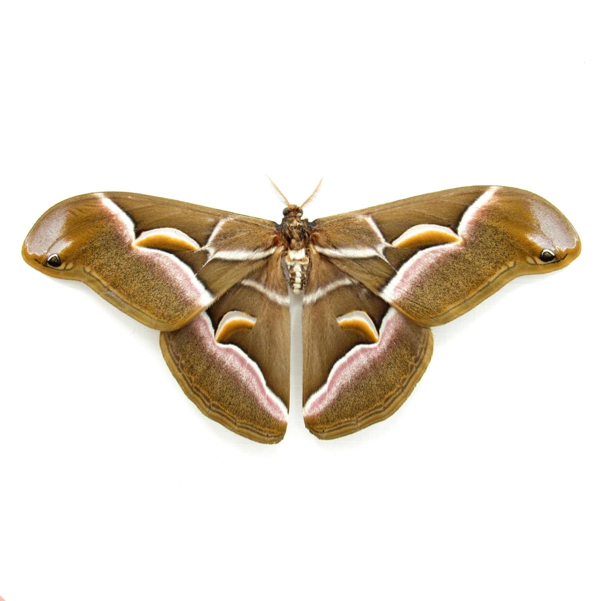 Real Lessor Atlas moth framed taxidermy - Samia wangi - Victorian mount