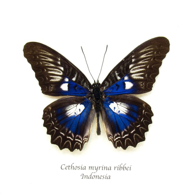 Rare iridescent blue Lacewing butterfly framed taxidermy - Cethosia myrina ribbei