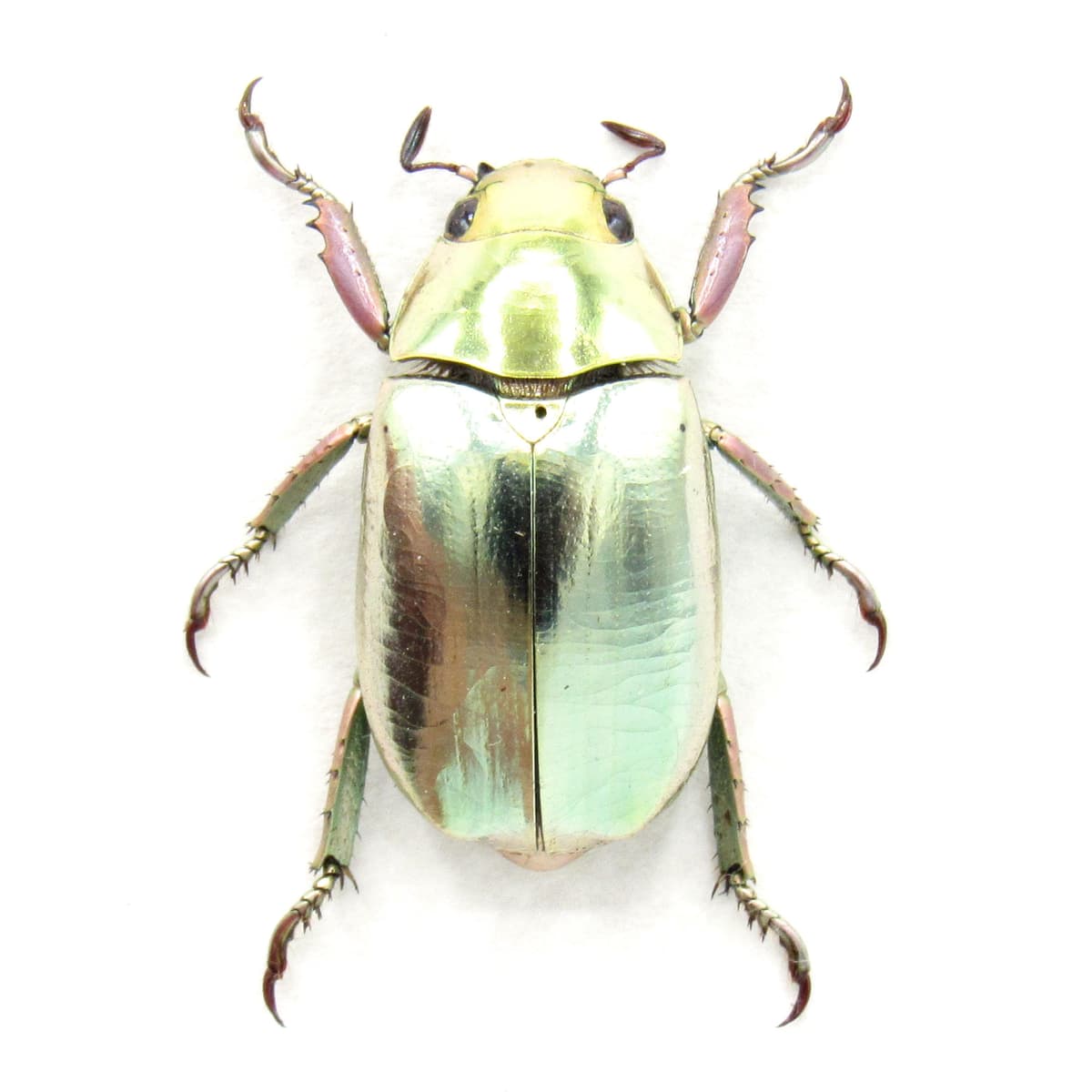 Rare gold metallic jewel beetle framed specimen - Chrysina stressani