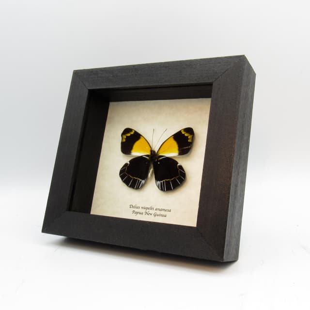 Large yellow Delias butterfly framed taxidermy - Delias niepelti anamesa