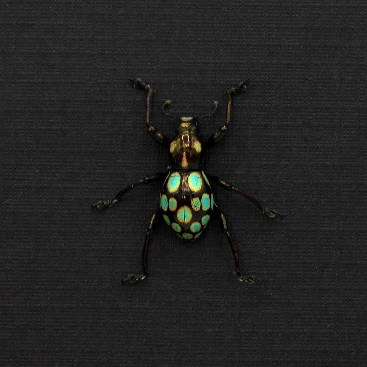 WEEVIL MANIA!  Real beetle framed taxidermy - Pachyrhynchus gemmatus