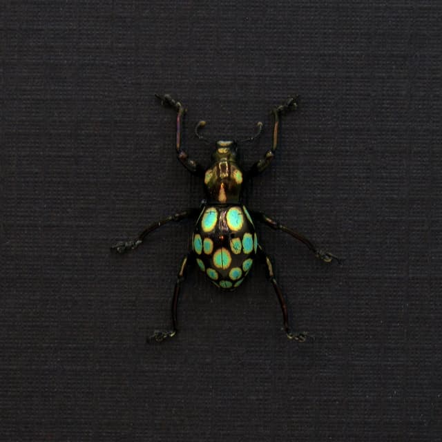 WEEVIL MANIA!  Real beetle framed taxidermy - Pachyrhynchus gemmatus