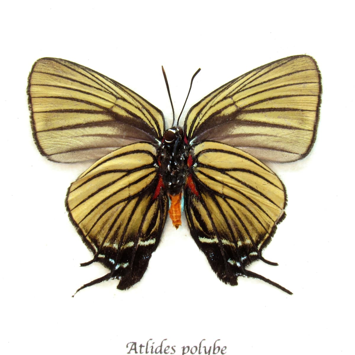 Rare butterfly framed taxidermy - Atlides polybe