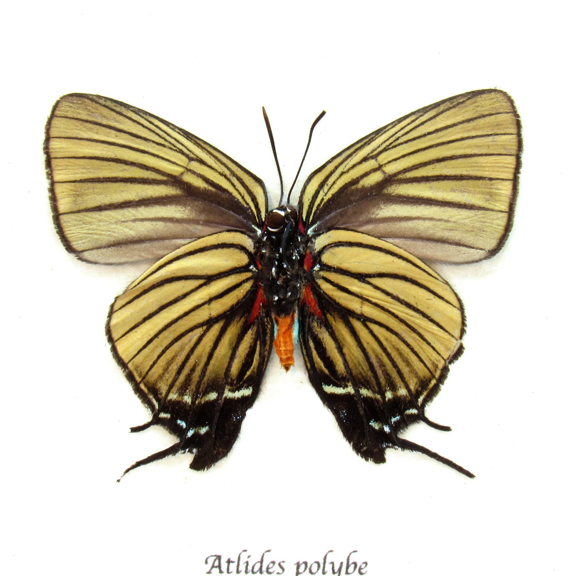 Rare butterfly framed taxidermy - Atlides polybe