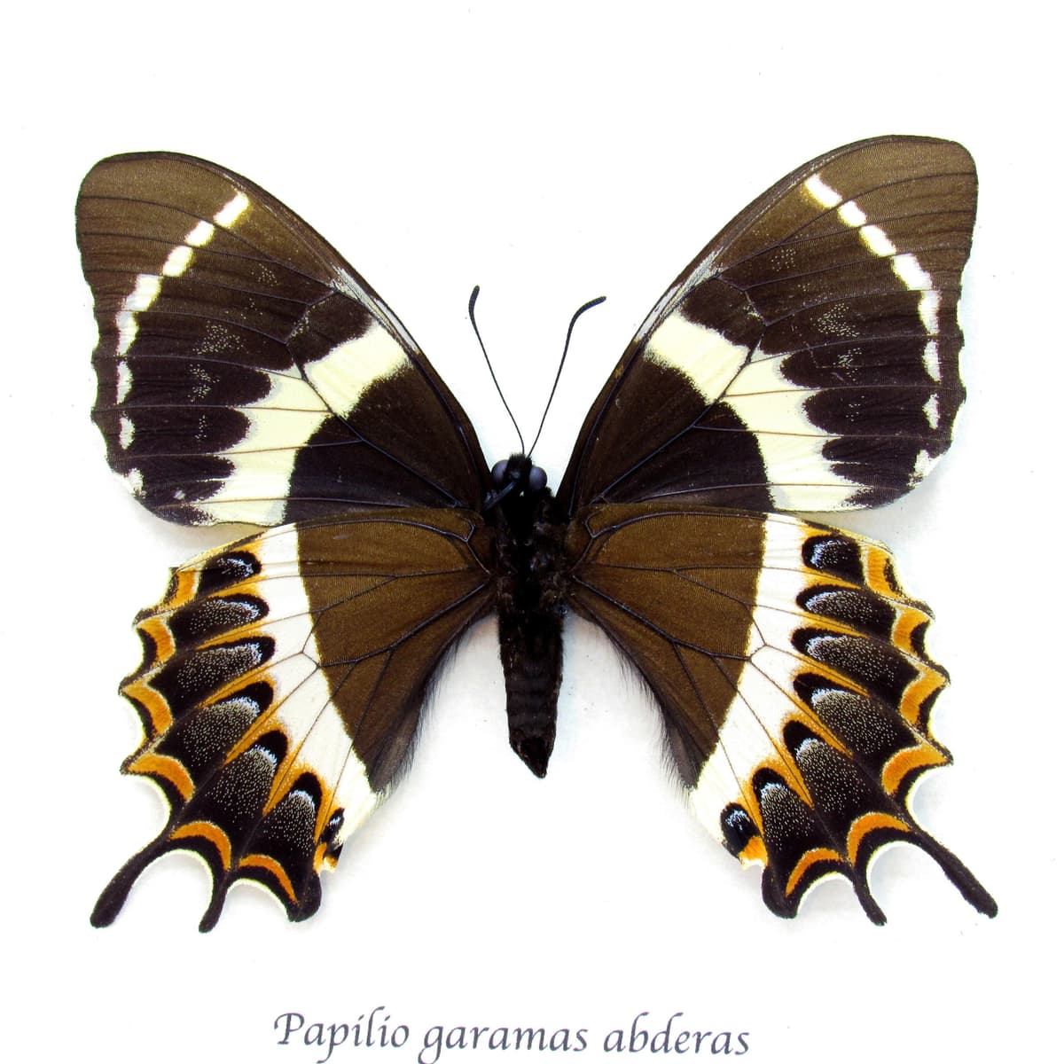 Rare black Magnificent Swallowtail butterfly framed taxidermy - Papilio garamas abderas