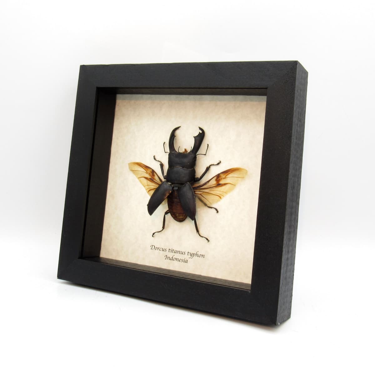 Real Giant Stag beetle framed taxidermy - Dorcus titanus typhon
