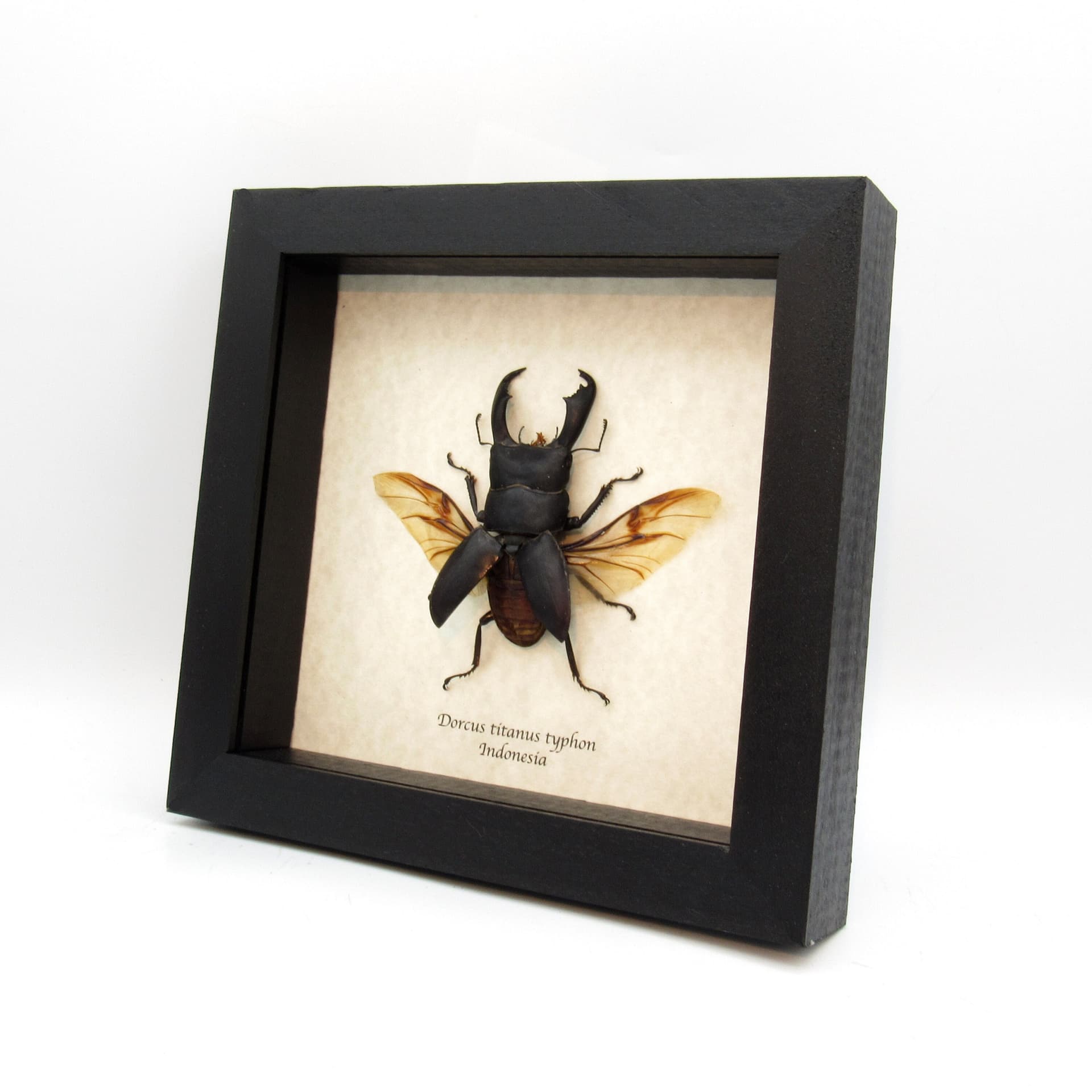 Real Giant Stag beetle framed taxidermy - Dorcus titanus typhon