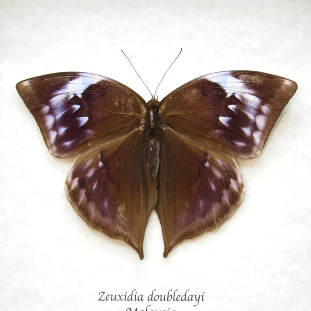 Real purple Scarce Saturn butterfly framed taxidermy - Zeuxidia doubledayi - female - Victorian mount