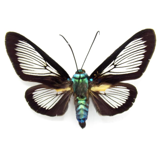Real clear wing moth framed taxidermy - Cocytia durvillii - female