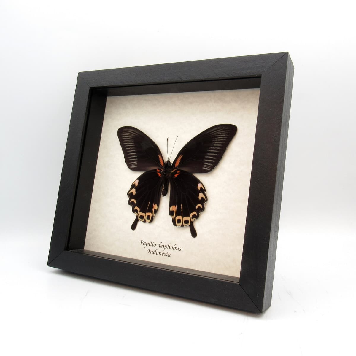 Real giant pink-peach swallowtail butterfly framed taxidermy - Papilio deiphobus