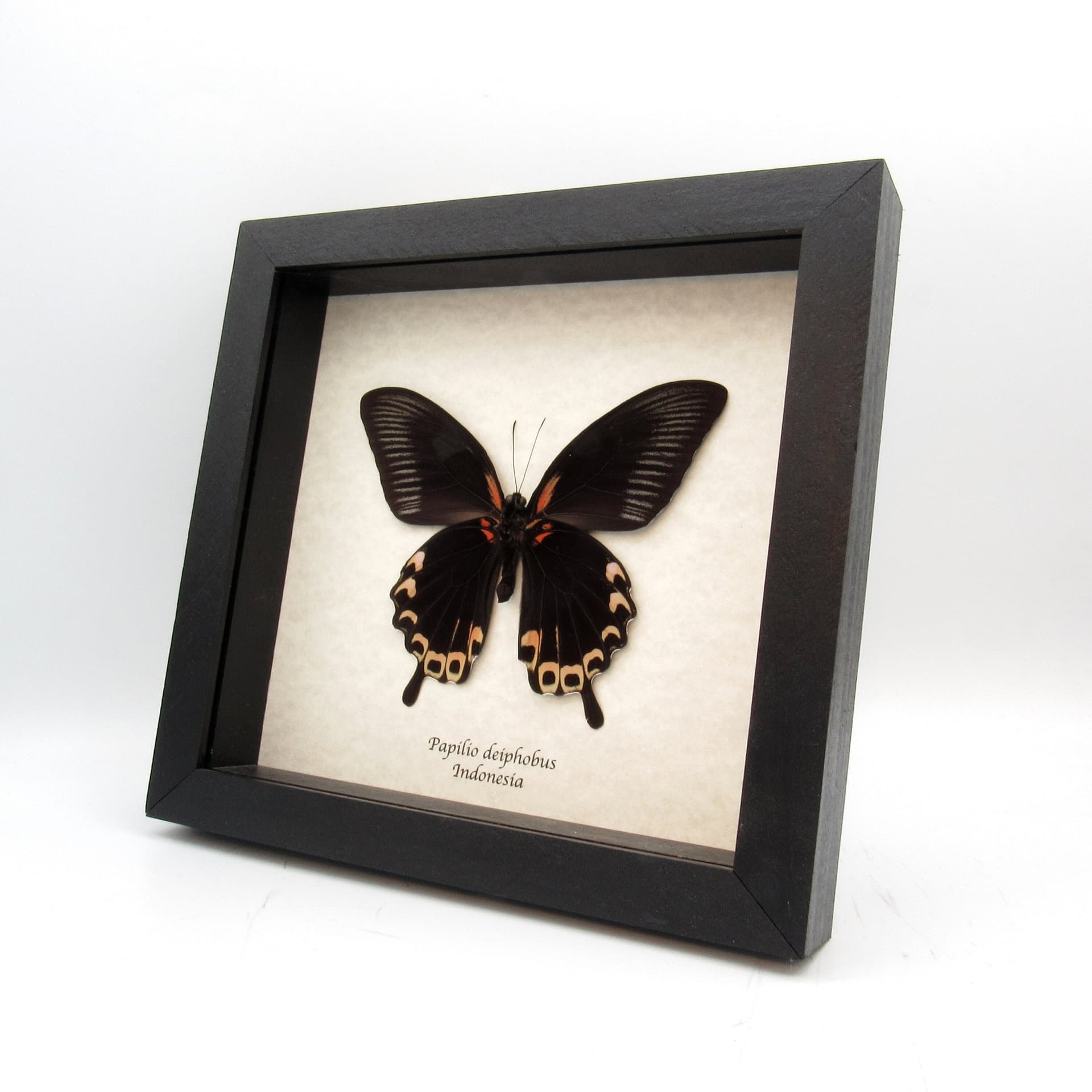 Real giant pink-peach swallowtail butterfly framed taxidermy - Papilio deiphobus