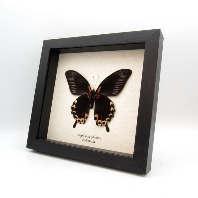 Real giant pink-peach swallowtail butterfly framed taxidermy - Papilio deiphobus