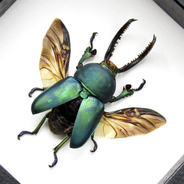 Real green Stag beetle framed taxidermy - Lamprima adolphinae - large