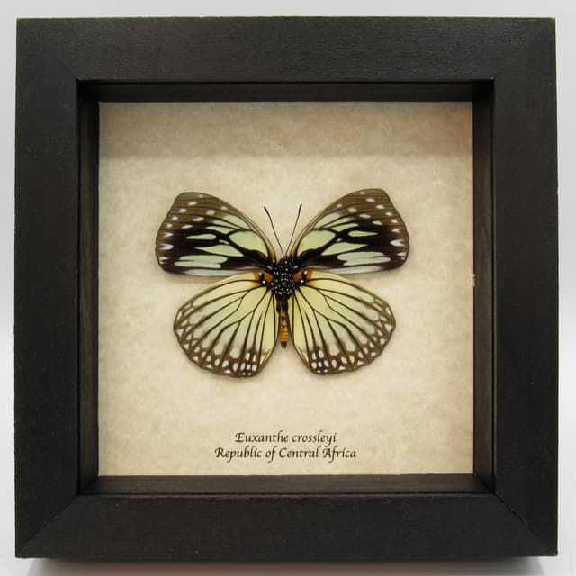 Real framed taxidermy butterfly - Euxanthe crossleyi