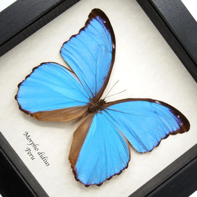 Real Giant Blue Morpho butterfly framed - Morpho didius - 5.8 inch wingspan
